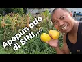 Download Lagu HIDUP DI PEDESAAN TAK AKAN KELAPARAN