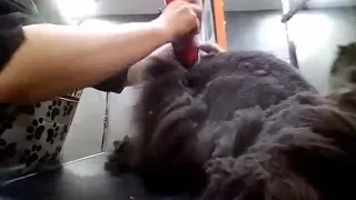peluquer a felina gatos con nudos pegados consecuencias de no peinar a los gatos de pelo largo 