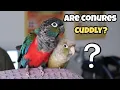 Are Conures Cuddly - Should You Cuddle Your Green Cheeked Conure TheParrotTeacher