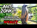 Download Lagu Ocehan cendet gacor PAGI-PAGI !! sangat EFEKTIF buat PANCINGAN cendet bengong !! langsung RESPON