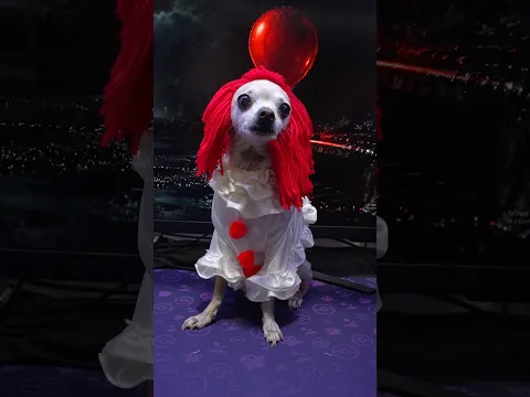 Pelitos es peniwais