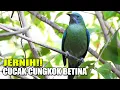 Download Lagu JERNIH!! SUARA CUCAK CUNGKOK BETINA GACOR FULL TEMBAKAN RAPAT DI KANDANG AVAIRY SEDERHANA
