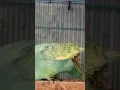 Lagu AMPUH mengobati kaki burung parkit yang berdarah #burungparkit #ternakparkit #budgie