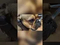 Ever wonder what happens when the dogs run the show