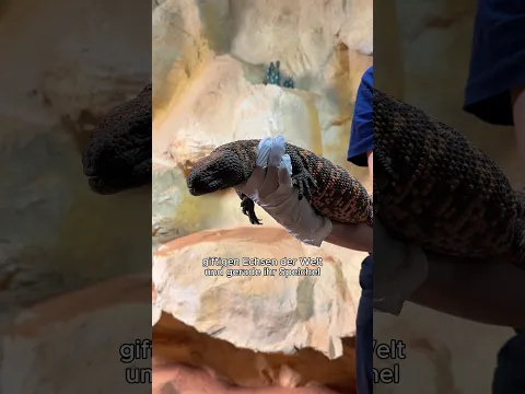 Die Gila-Krustenechse, euer Tier des Monats im September, hat Medizin-Geschichte geschrieben 🦎😦