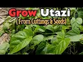Lagu Everything You Need to Know About Growing Utazi At Home , From Stem Cuttings to Rare Utazi Seeds