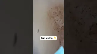 #sailboat #spider #bigspider