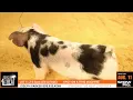 Lot 5 2-3 Spot Gilt Lease or Purchase - AUG 11 2026 Online Sale