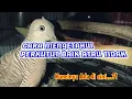 Download Lagu Cara mengetahui perkutut itu baik atau tidak di pelihara
