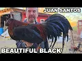 Beautiful Black Birds Jeremy Chandler Juan Santos JGB MEXICO