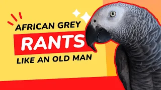 Download This African Grey Parrot Rants like an Old Man MP3