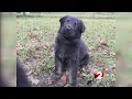 PNC Bank Dayton needs help naming future service dog