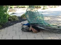 Download Lagu Peacock Mating 21