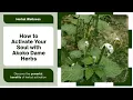 Download Lagu How To Activate And Enlightening Your Soul With Scorpion tail (Akoko Dame Herbs)