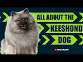 The Keeshond The Most Loyal Dog Ever