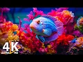Lagu Het beste 4K-aquarium - Duik in het betoverende onderwaterrijk, zeekwallen en koraalriffen