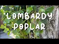 Lombardy Poplar Fallowfield Tree Trail