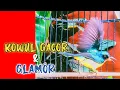 Download Lagu SUARA BURUNG KOLIBRI WULUNG GACOR MASTERAN BURUNG GLAMOR BURUNG KICAU 100% AMPUH
