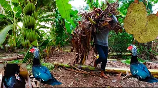 living 365 day in a deep forest plantation with my livestock crops