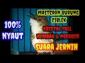 Download Lagu Masteran burung ciblek Kristal full nembak \u0026 ngebren suara jernih, cocok untuk masteran burung lain
