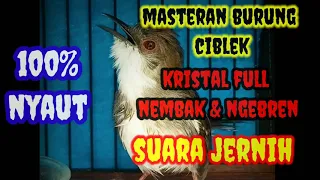 masteran burung ciblek kristal full nembak u0026 ngebren suara jernih cocok untuk masteran burung lain