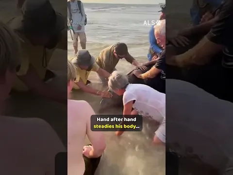 A dolphin is stranded in the surf, so the whole beach helps 🐬❤️  #DolphinRescue #OceanRescue #Heart