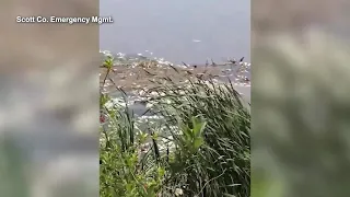 WATCH Heavy rainfall causes mass fish deaths in Kansas lake