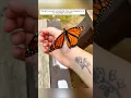 Download Lagu This girl rescued a butterfly that was trapped in a car headlight and then #animalshorts