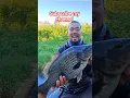 Big fish Short video #youtubeshorts #carpfishing #