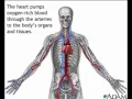 Blood flow Anatomy MedlinePlus Medical Encyclopedia