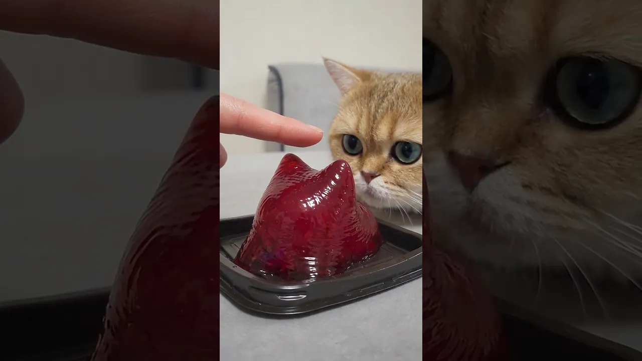 Желейный котик 😻