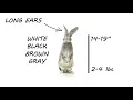 How to Catch a Rabbit with a Live Animal Trap
