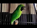Download Lagu cucak ijo isian peruit sambung tengkek udang