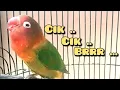 Download Lagu LOVEBIRD NGETIK NGEKEK TERBARU