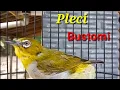 Download Lagu De stem van Pleci Bustomi Ngriwik