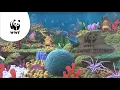 Download Lagu WNF-commercial: Seastars: De WNF Oceanen Campagne - lange versie