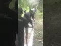 Download Lagu langkah kebun sawit tetap hijau dan subur dengan membuat tampungan air untuk mencegah kekeringan