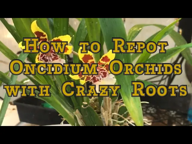 ONCIDIUM ORCHIDS CARE: HOW TO REPOT AN ONCIDIUM ORCHID WITH CRAZY ROOTS