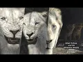 Download Lagu What if Kiros and his lionesses attacks Simba and Nala? (AU)