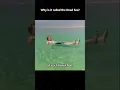 Download Lagu Waarom heet het de Dode Zee?