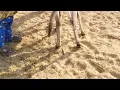 Donkey breeding