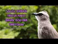 Download Lagu Trucukan GACOR ngalas ROPEL PANJANG suara alam AMPUH buat pancingan jadikan trucuk Gacor GARUDA