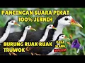 Download Lagu SUARA PIKAT BURUNG RUAK-RUAK ASLI SUARA JERNIH, TANPA IKLAN #18