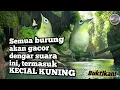 Jangankan Kecial kuning!! semua burung sangat suka dengar suara ribut begini