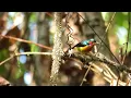 Download Lagu Burung kolibri wulung di alam liar (bebas klaim hak cipta)
