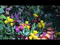 Download Lagu Fred \u0026 Dorothy Fichter Butterflies Are Blooming