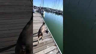 #fyp #dream #youtube #pets #doberman