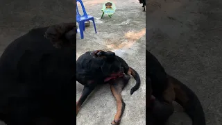 نمای نزدیک از سگ روتوایلر نر پس از جفت گیری 