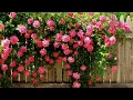 Eldon - Pink Cheeks 1시간