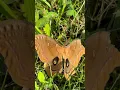 Download Lagu Golden hour giant silk moth in Indiana